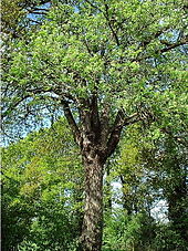 Cormier arbre.jpg